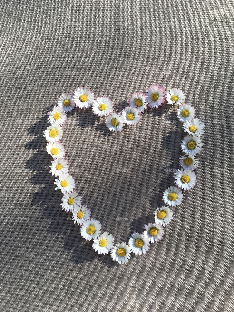 Heart made of daisies