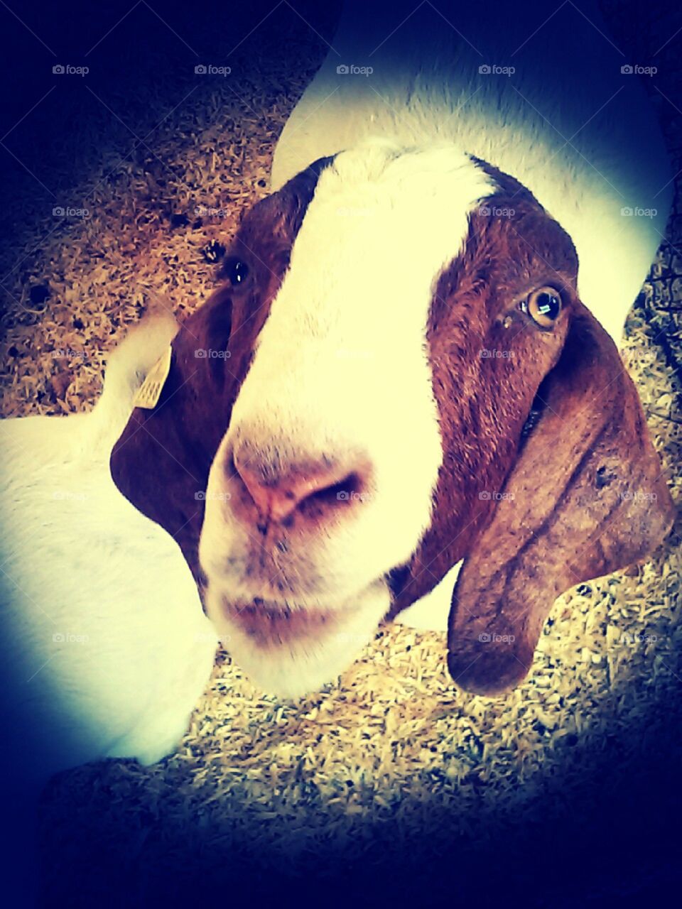 Rickkk. bahh tx state fair