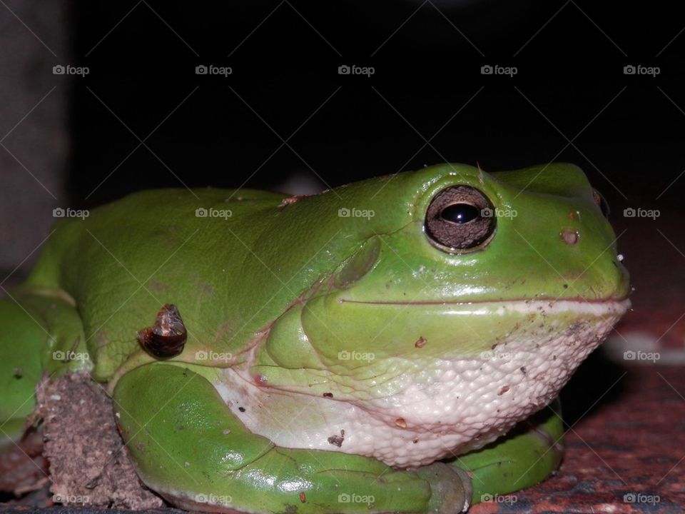 Frog