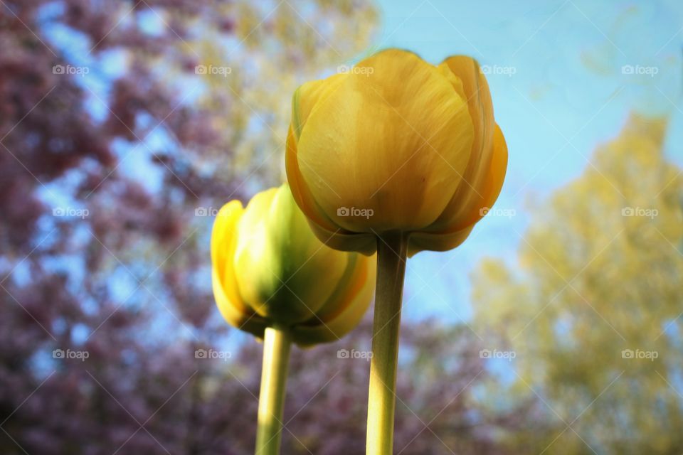 yellow flowers