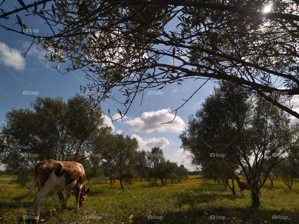 Olivier and cow with a sheep