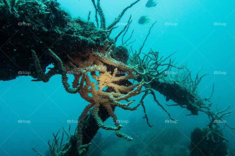 Wreck Diving in Coron - Philippines 