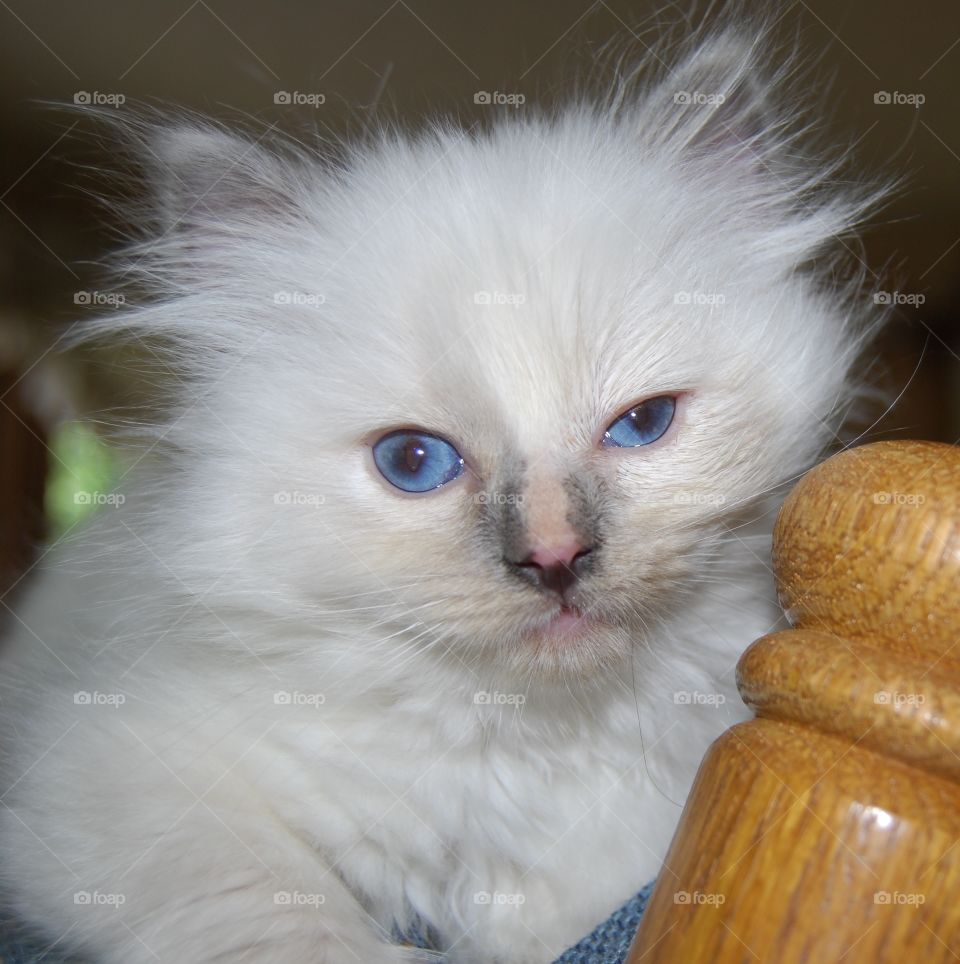 Ragdoll kitten