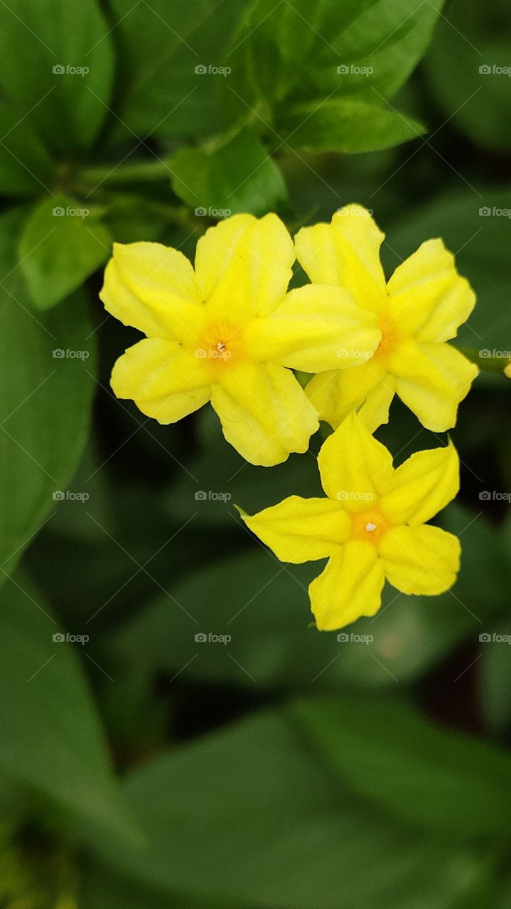 Brightest Yellow Flower
