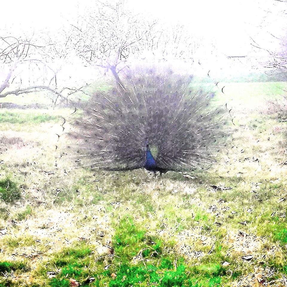 peacock