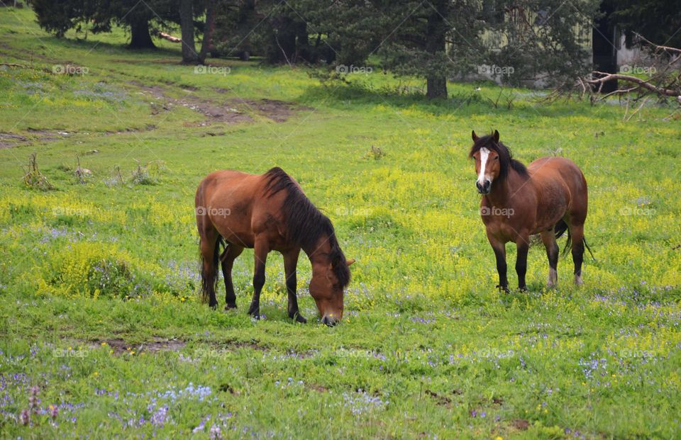 Beautiful Spring day in the Mountain , landscape with Horses