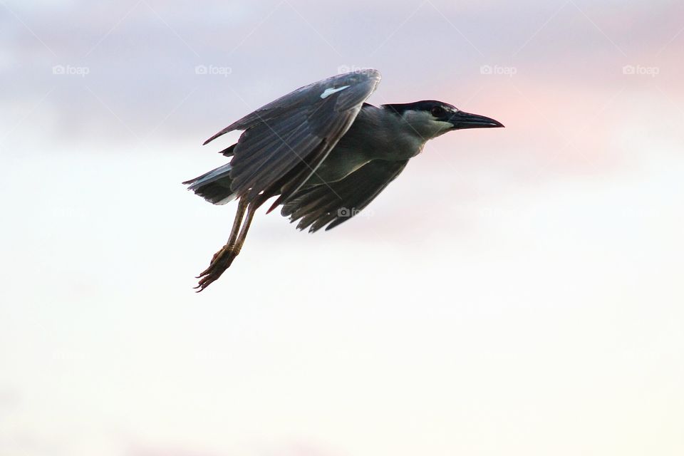 Bird, Wildlife, No Person, Nature, Animal