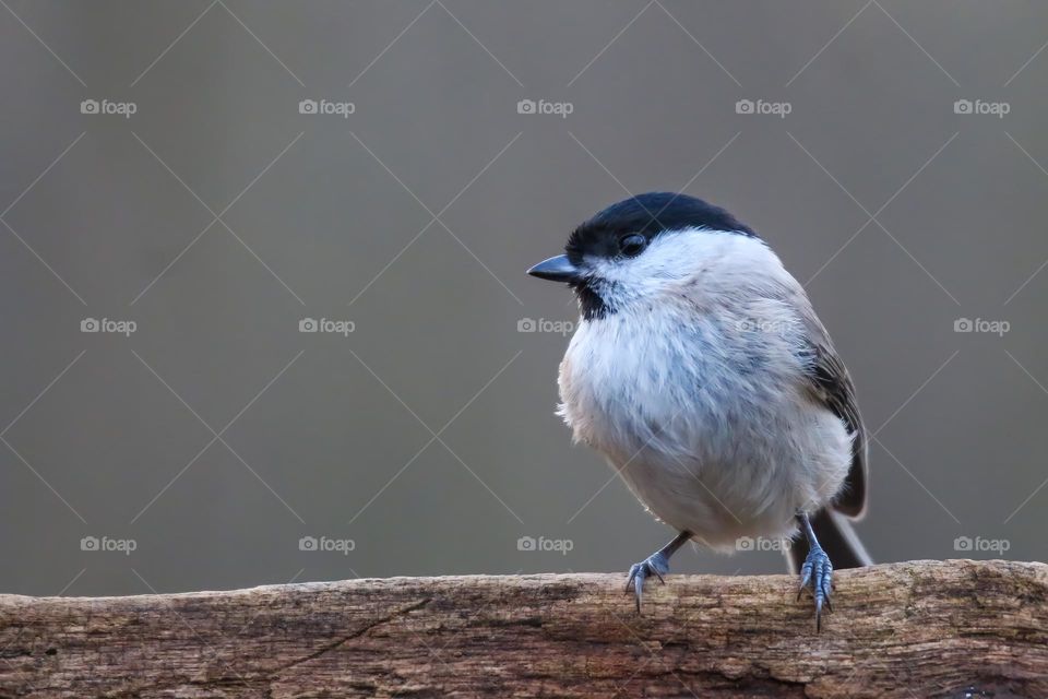 Tit bird close up