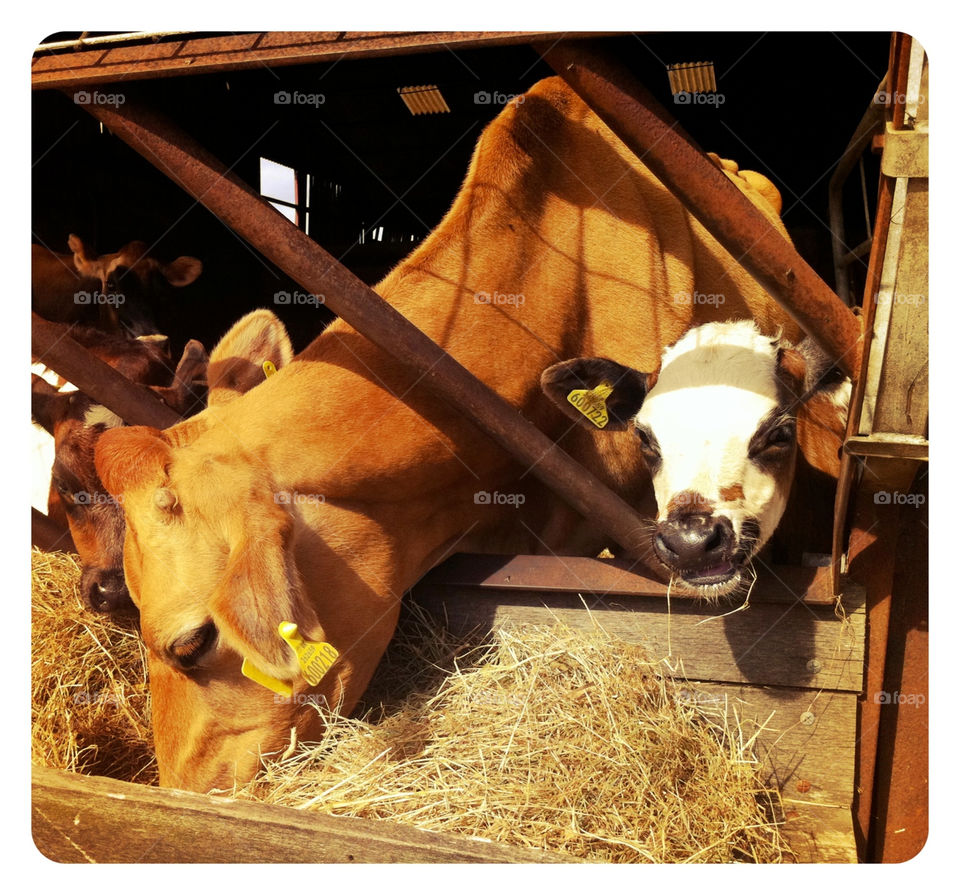 food eat farm straw by Fotofleeby