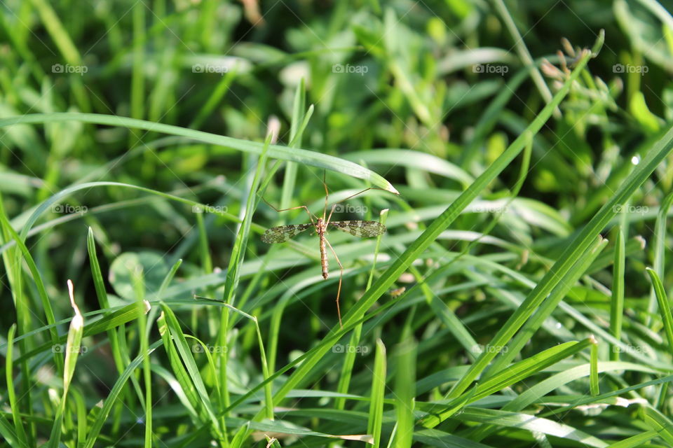 Insect on the grass