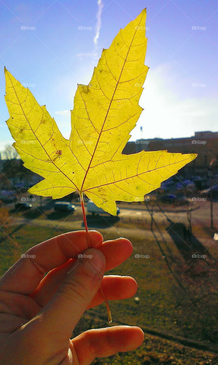 yellow maple leaf