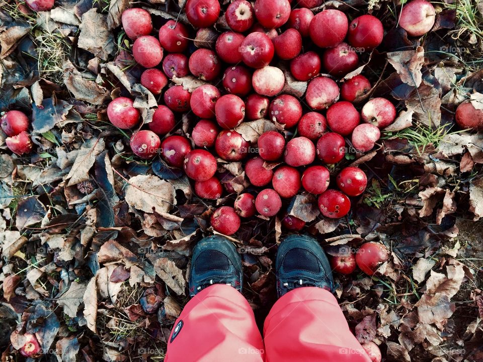 Red apples under the feet