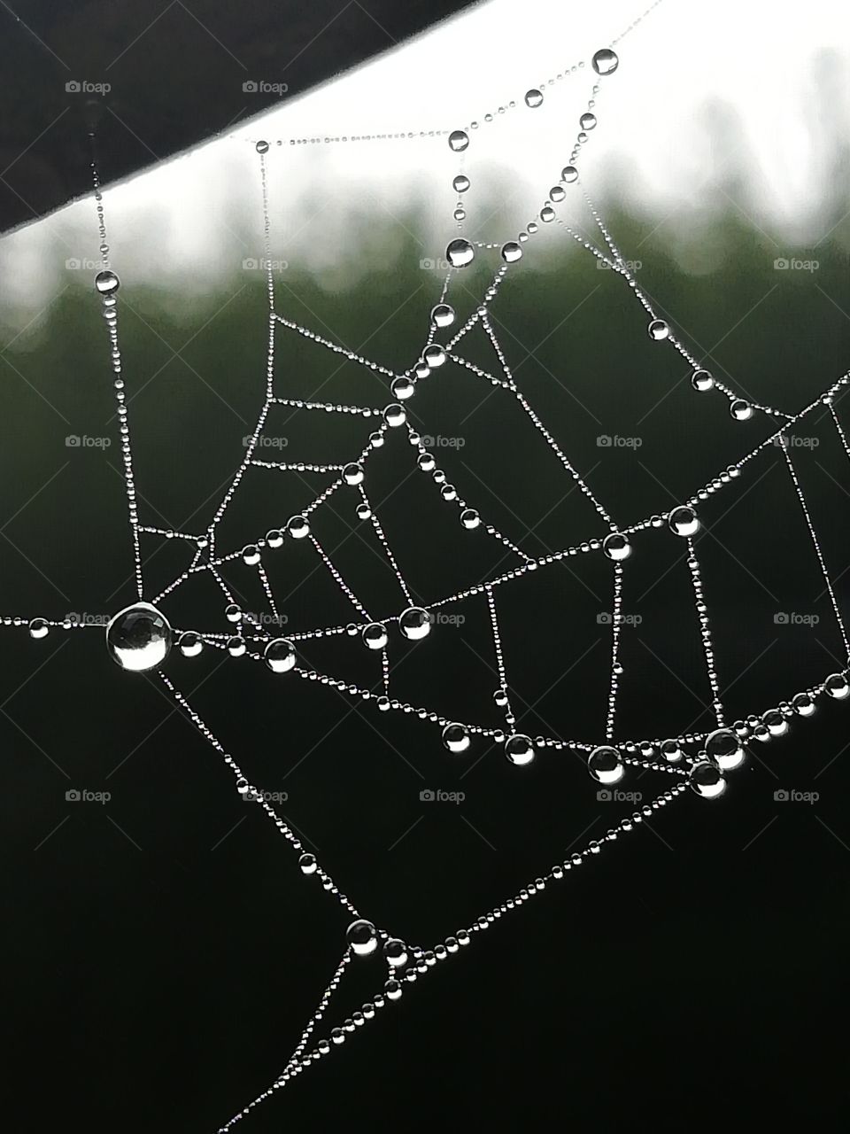 Wintery wet spiders web