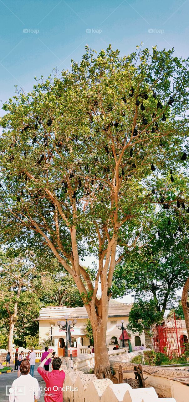 Huge sized Bats on trees