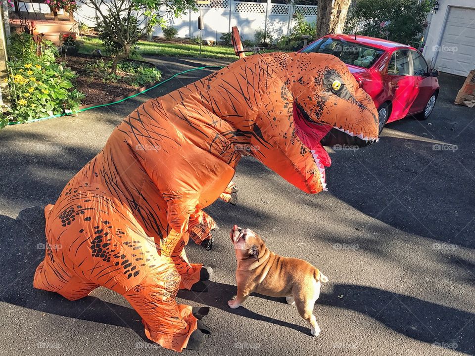 Just a dog and her T-Rex... 