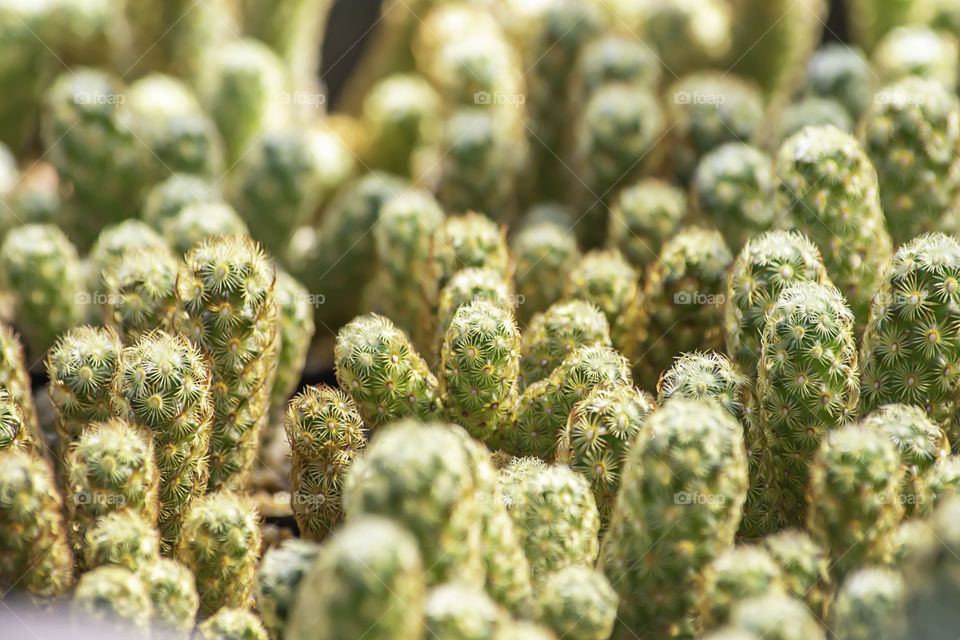 Many Small Cactus For decorative plant on table.