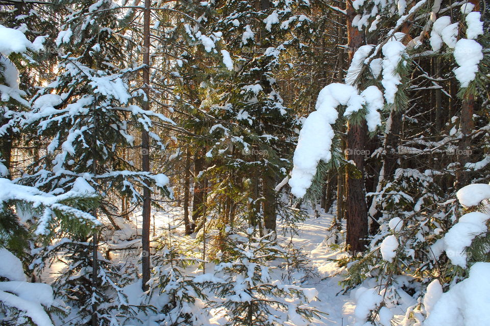Winter dense forest. Traces on snow. Branches of trees in snow. Beams of the sun beautifully shine.