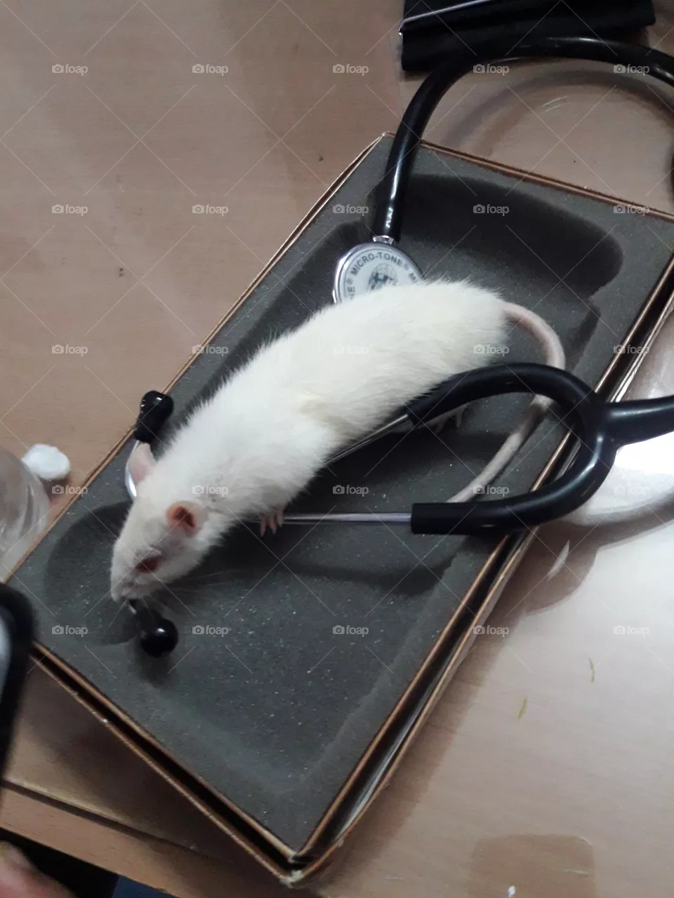 mouse