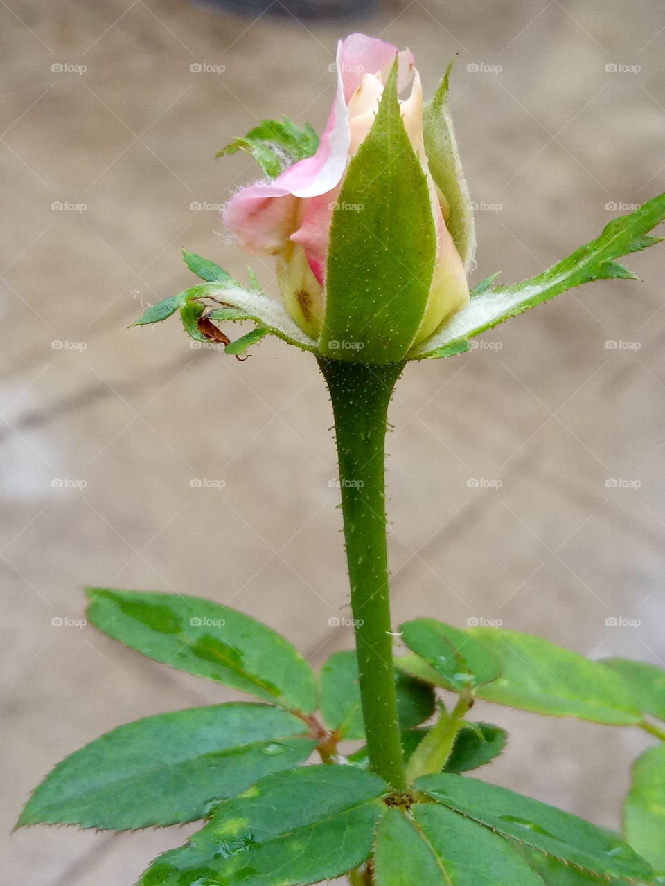 nice rose buds