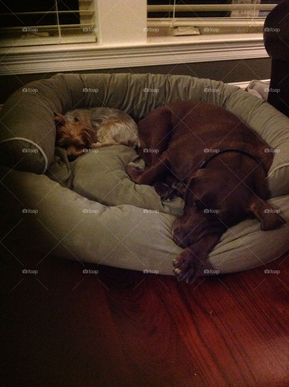 Drake & Josie are best buds, even when napping