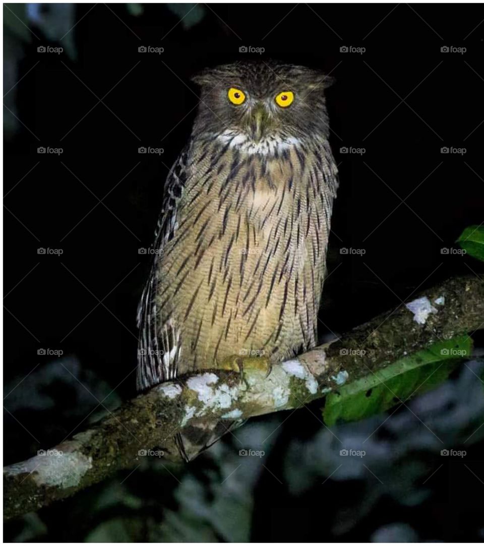 Owl