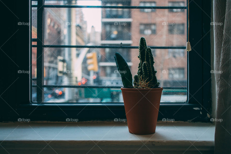 Cactus on windowsill
