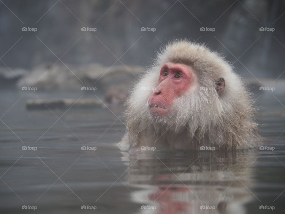 Snow Monkey