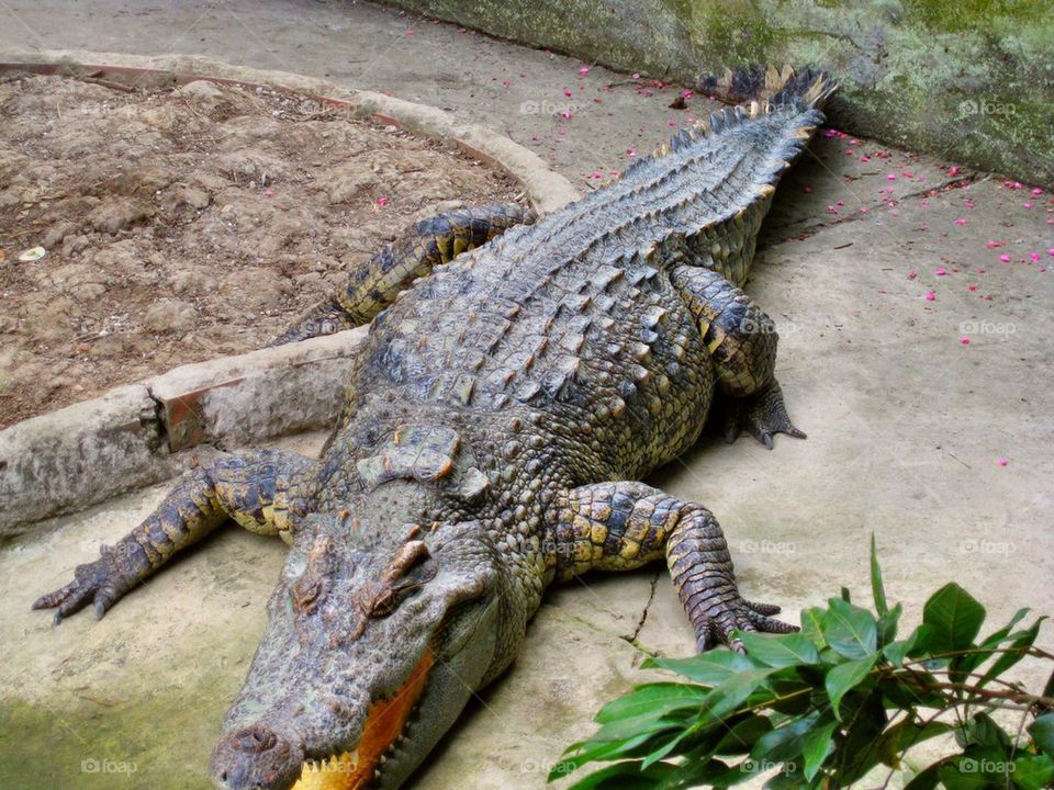 Close-up of Crocodile