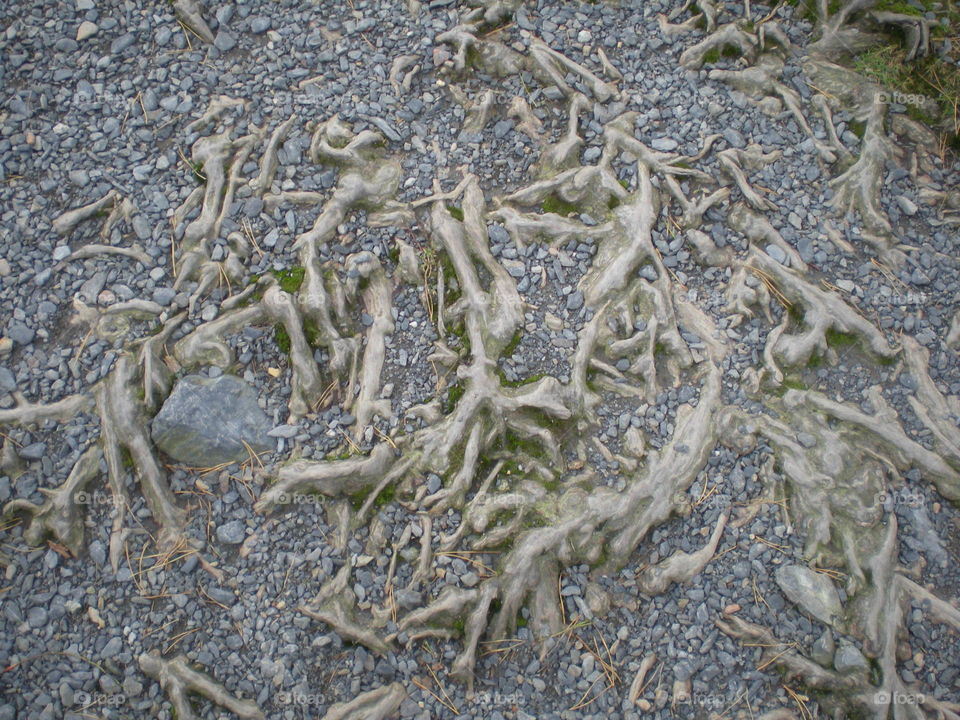 Tree roots
