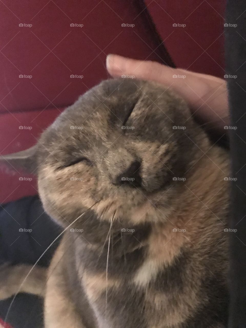 Happy to be petted