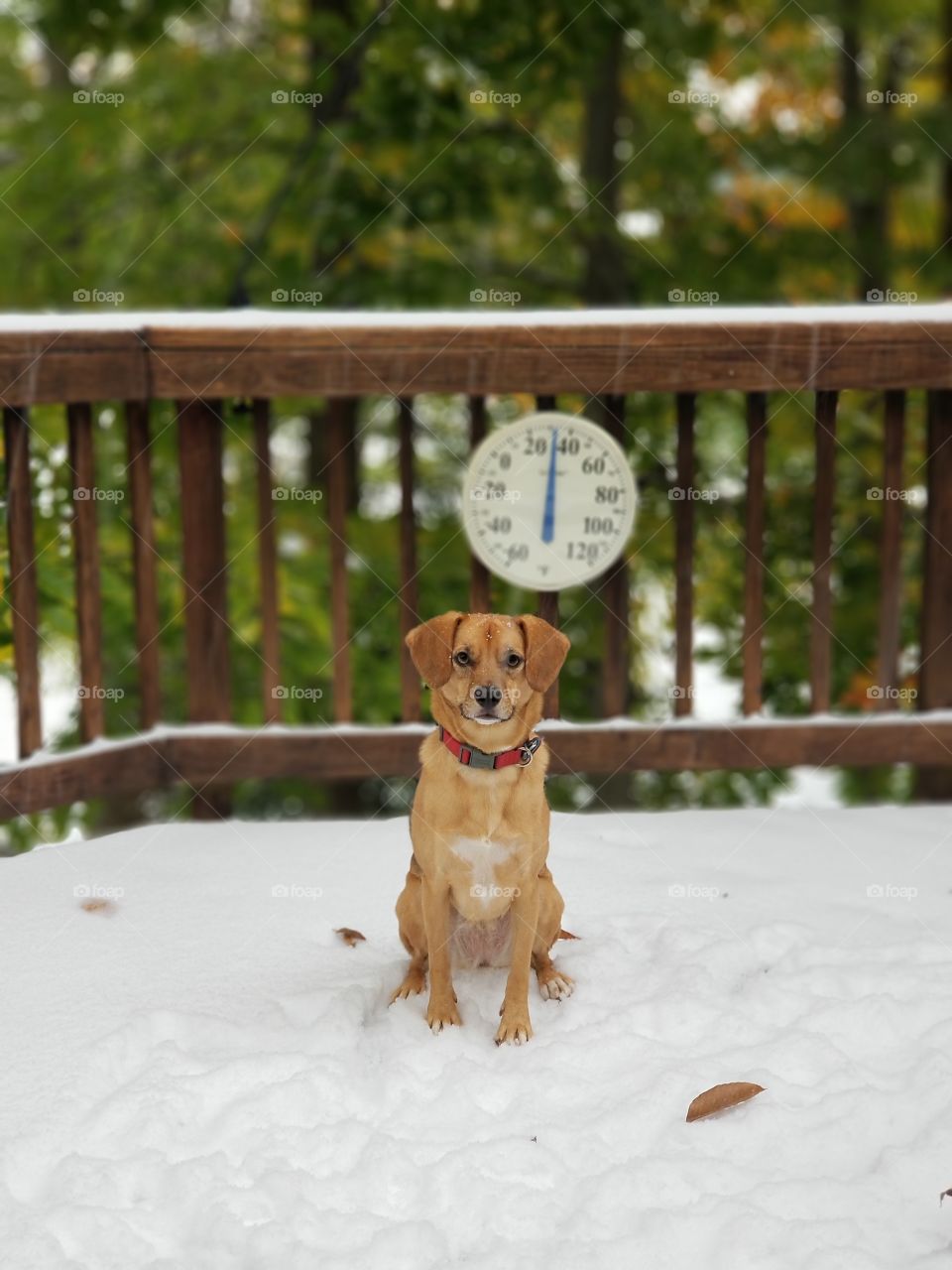 Dog on deck in snow