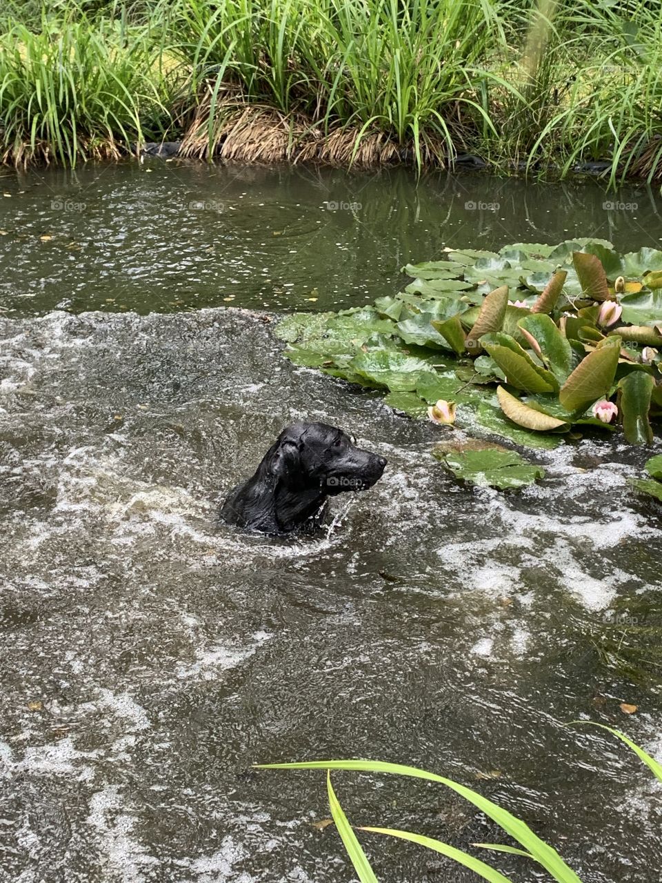 Swimming Black Labrador 