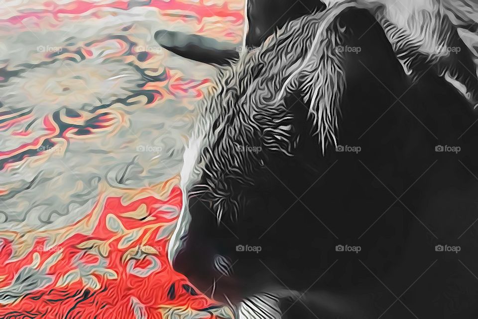 angry pet cat in house