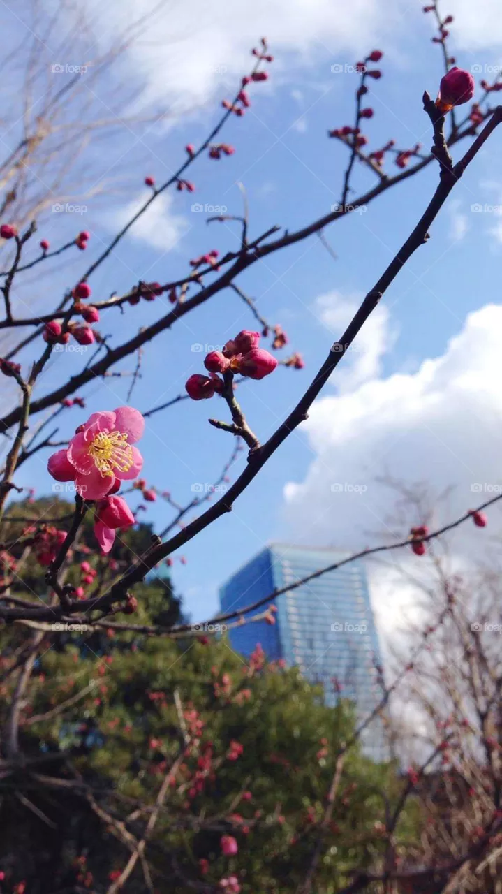 bloom