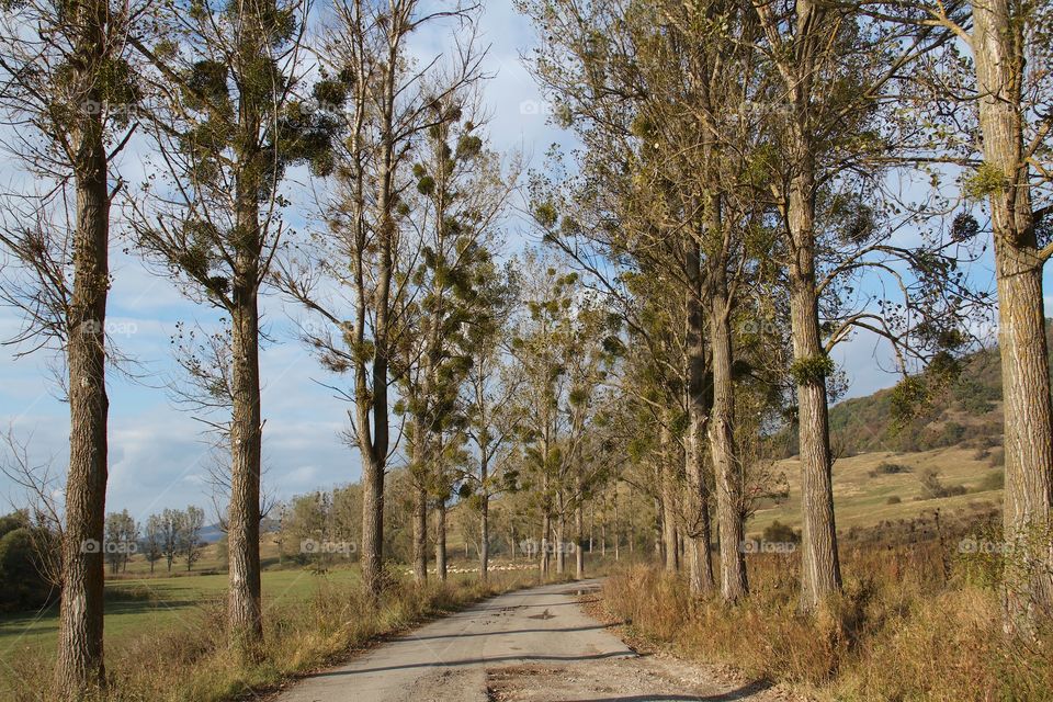 View of footpath passing through forest