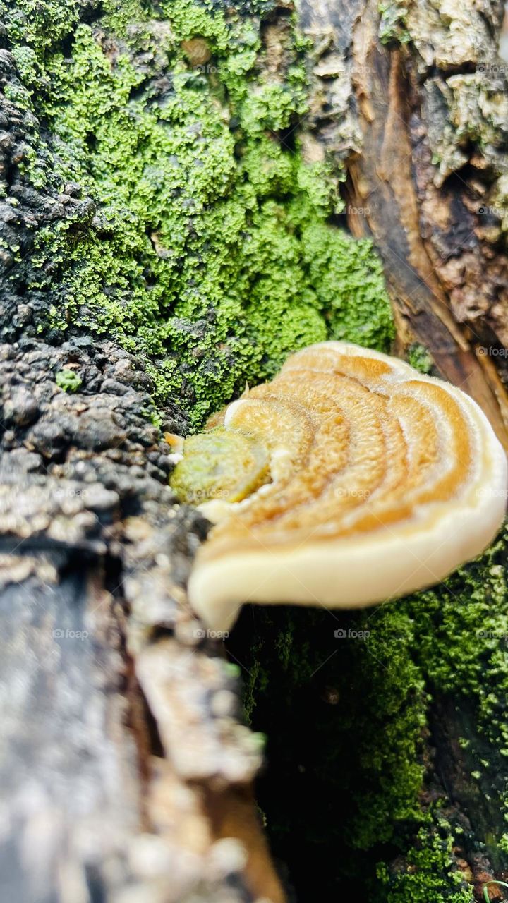 Fungus