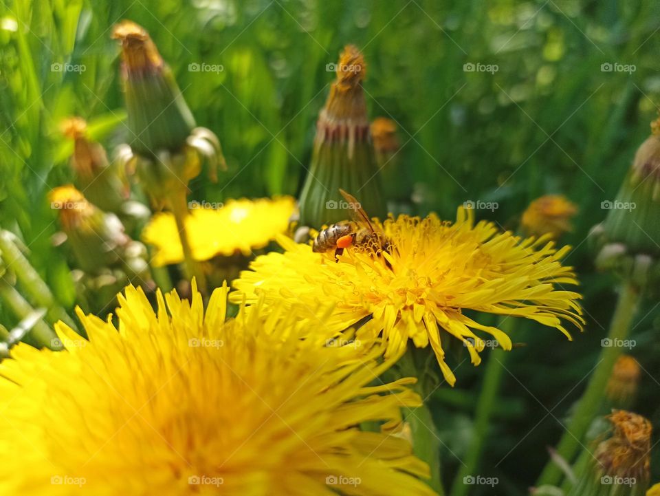 Taraxacum officinale, the dandelion or common dandelion, is a flowering herbaceous perennial plant of the dandelion genus in the family Asteraceae