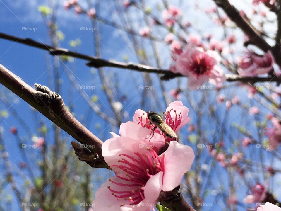 A banded bee on a pink apricot fruit tree blossom, closeup with blurred tree background, in Springtime 