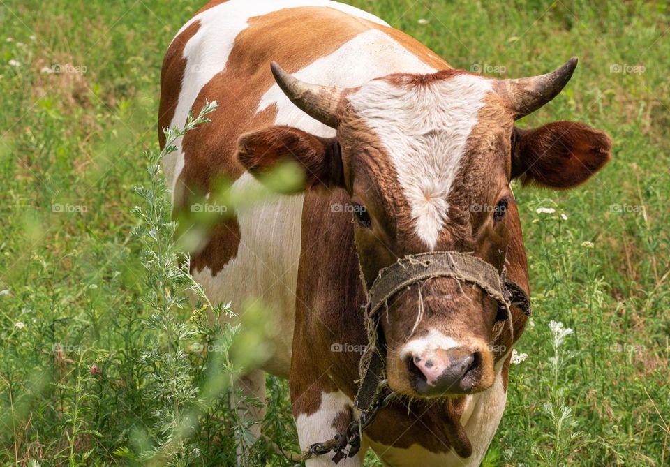  A cow in a meadow 