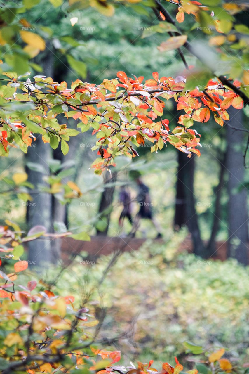 Fall in the forest 