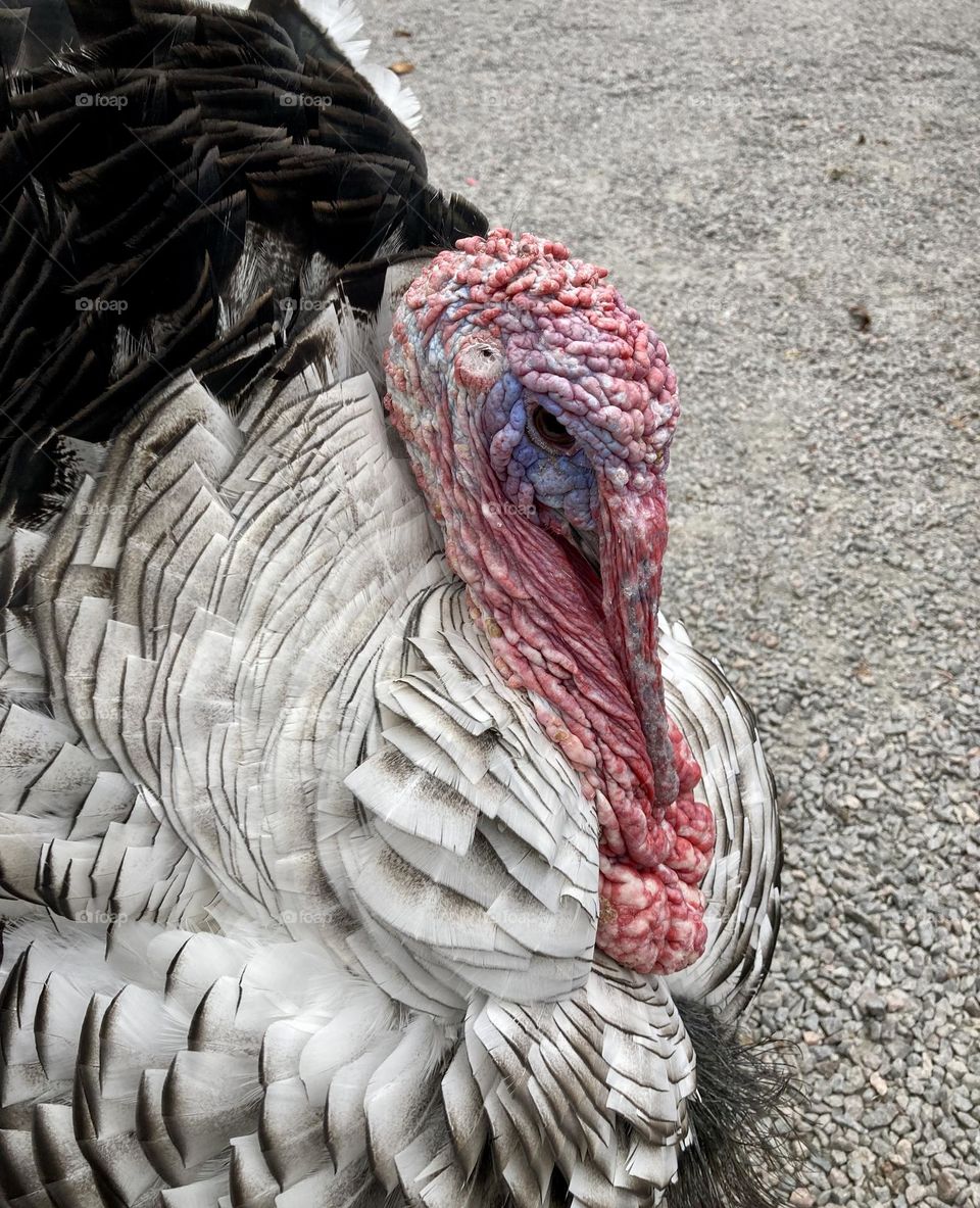 Tom turkey on gravel parking lot