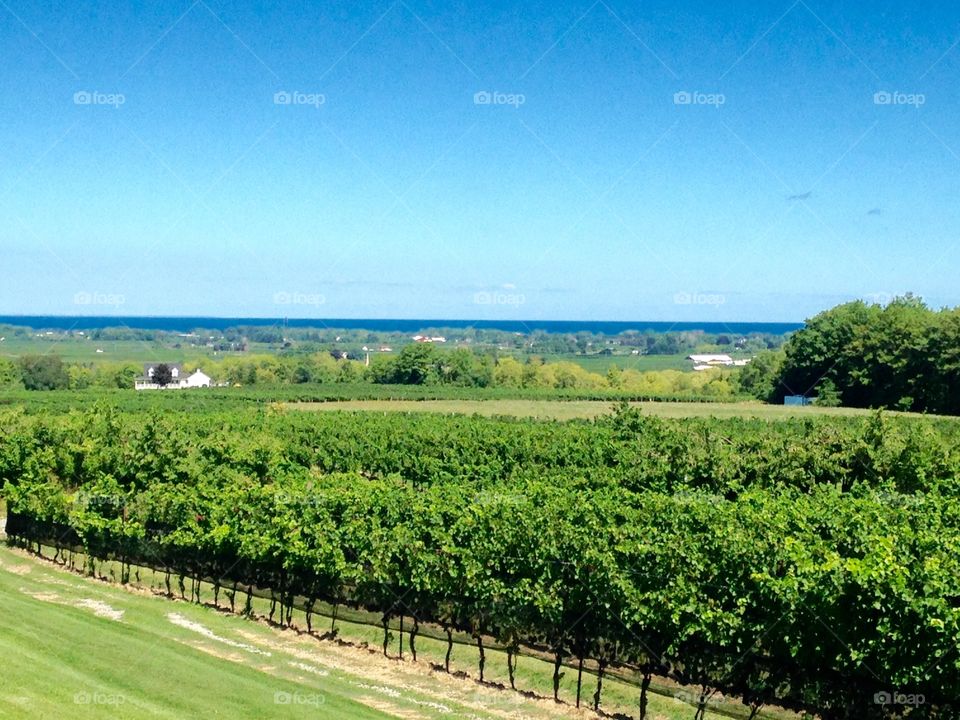 Vineyard view 