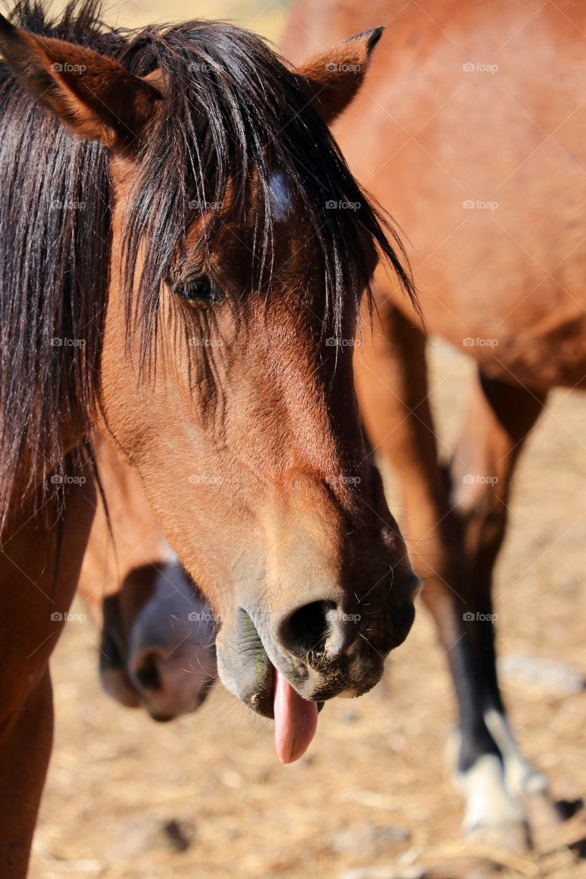 Wild American mustang horse sticking out tongue
