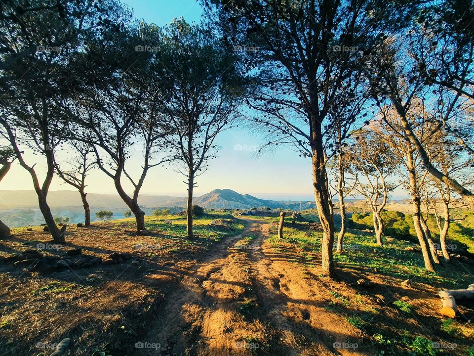 Golden Hour Serenity: A Field of Blooming Beauty