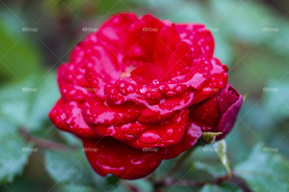 Rose at the raining