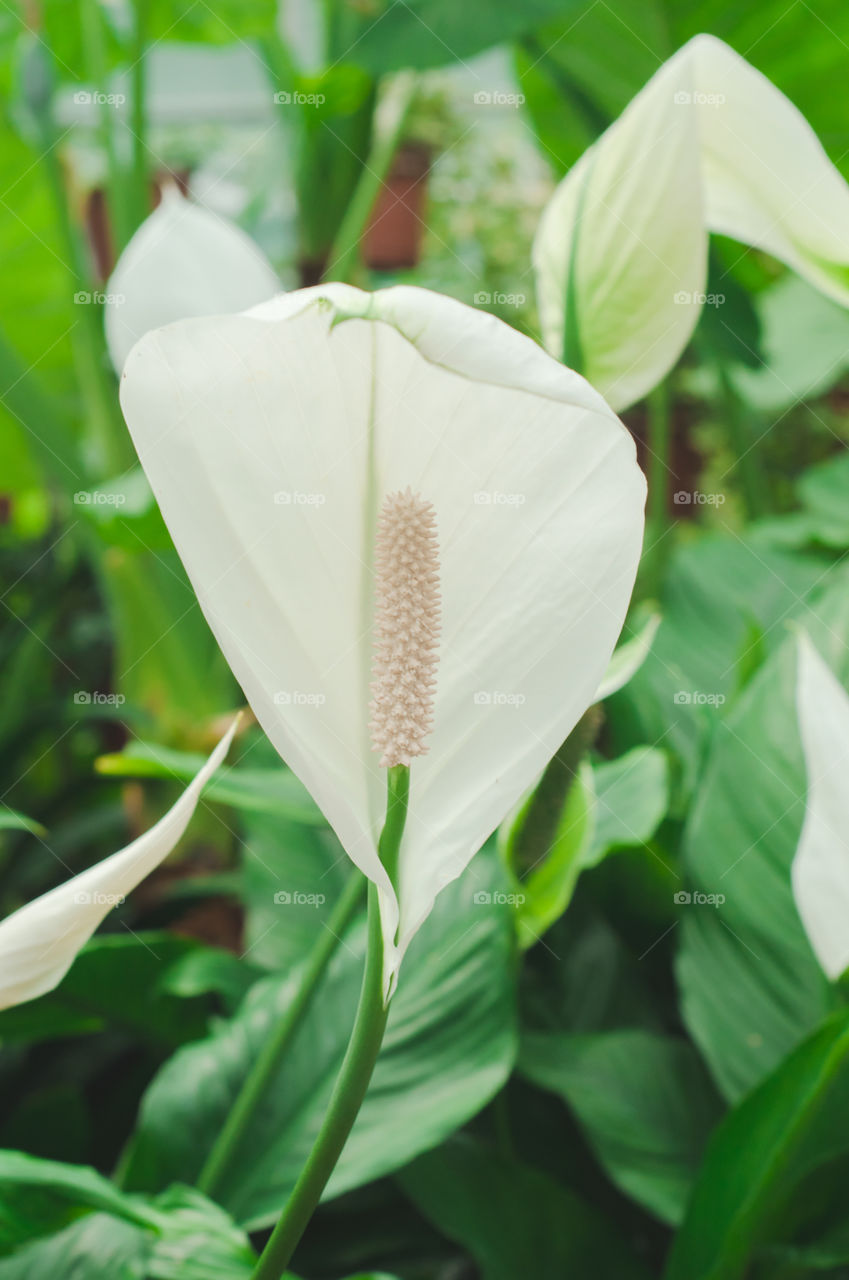 Spathiphyllum flower 