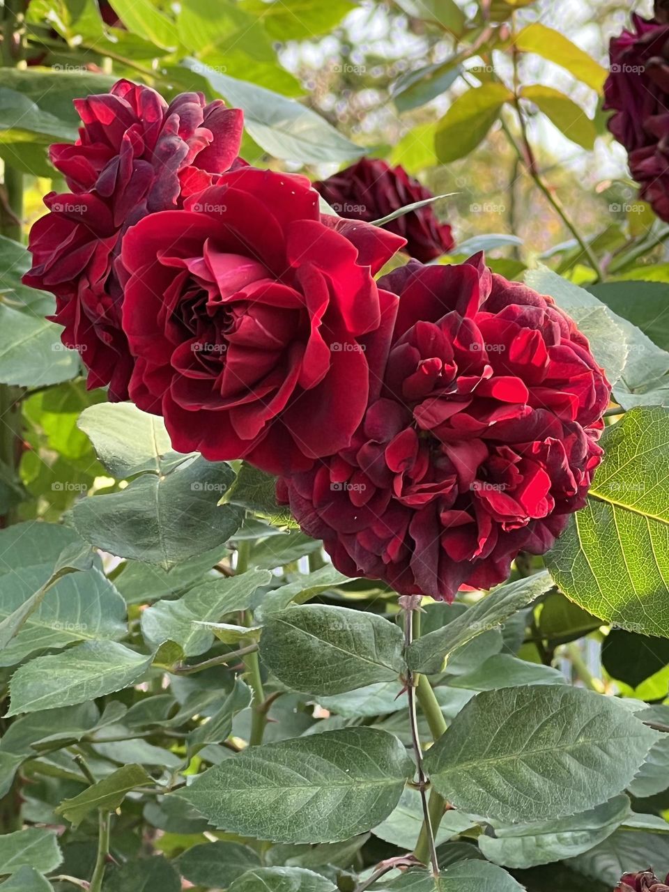 Roses in Yuanshan Flower Expo Park