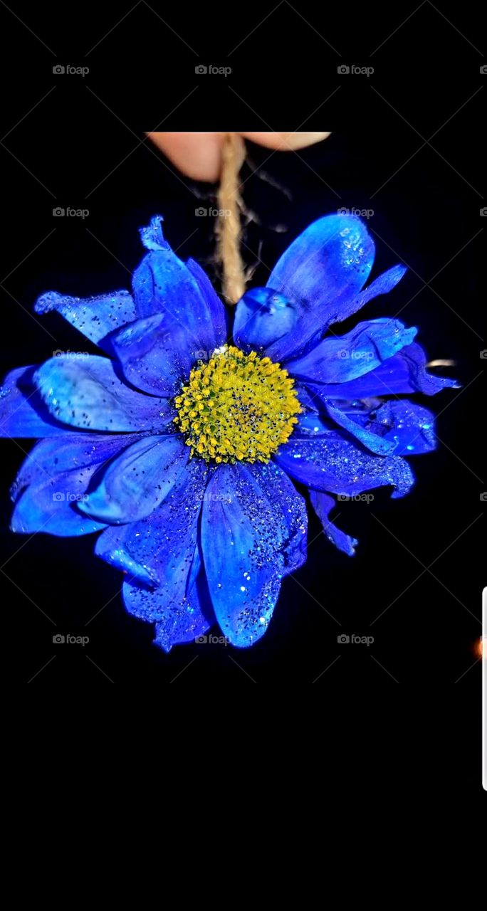 Blue looks good on you.  This flower is bright and sprinkled with glitter.