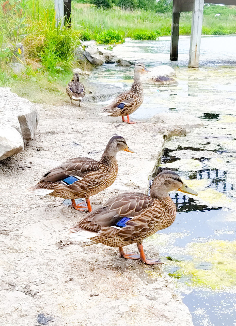 Smiling blue winged ducks