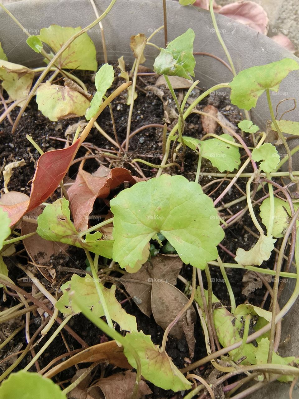 Tripterygium wilfordii in Beinan Township Native Applied Botanical Garden